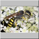 Ectemnius cavifrons - Grabwespe w01c 14mm - Tecklenburg-Habichtswald det.jpg